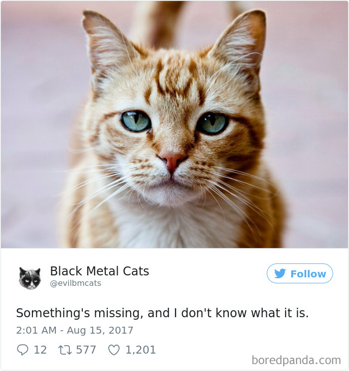 Black-metal-cats-lyrics-tweets