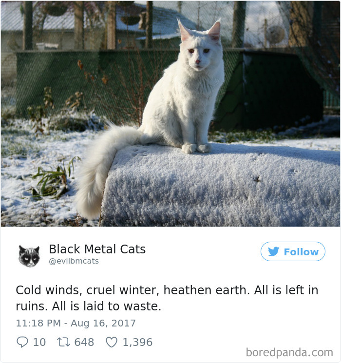 Black-metal-cats-lyrics-tweets
