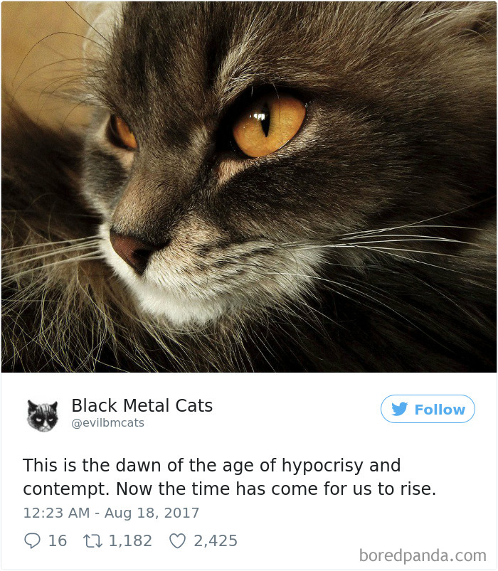 Black-metal-cats-lyrics-tweets