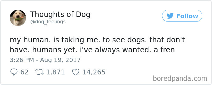 Dog Thoughts