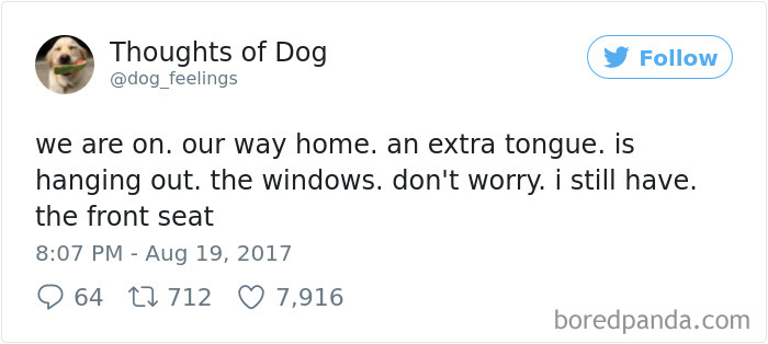 Dog Thoughts