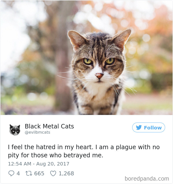 Black-metal-cats-lyrics-tweets