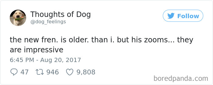 Dog Thoughts
