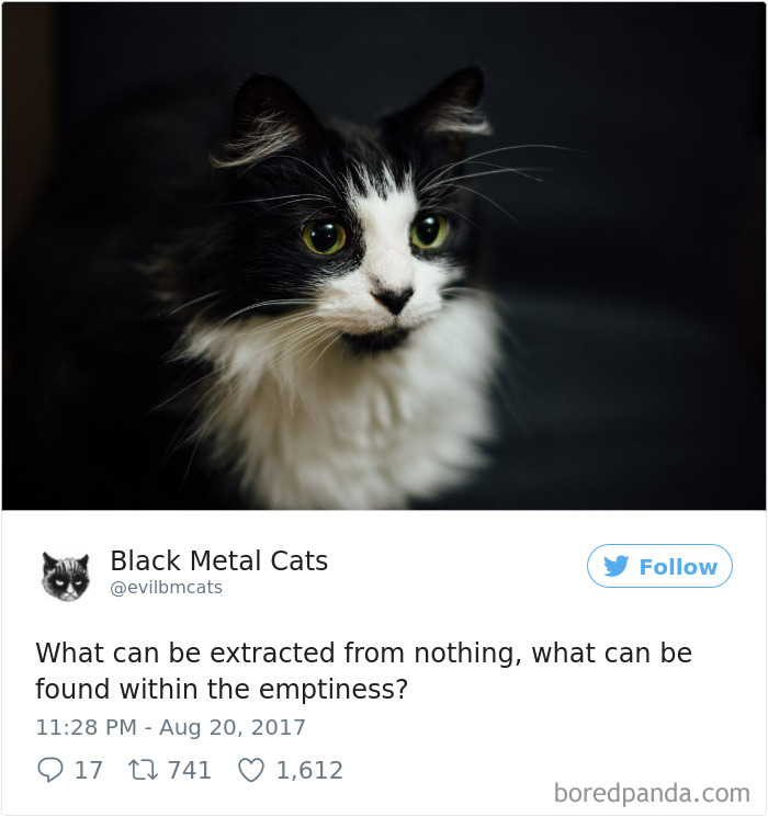 Black-metal-cats-lyrics-tweets
