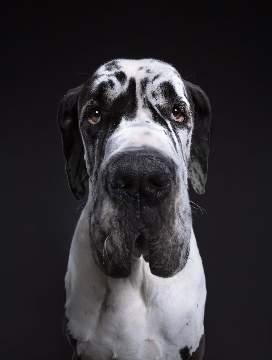 Family Photographers Duo Reveals Human-like Dog Personalities Through The Series Of Funny Portraits