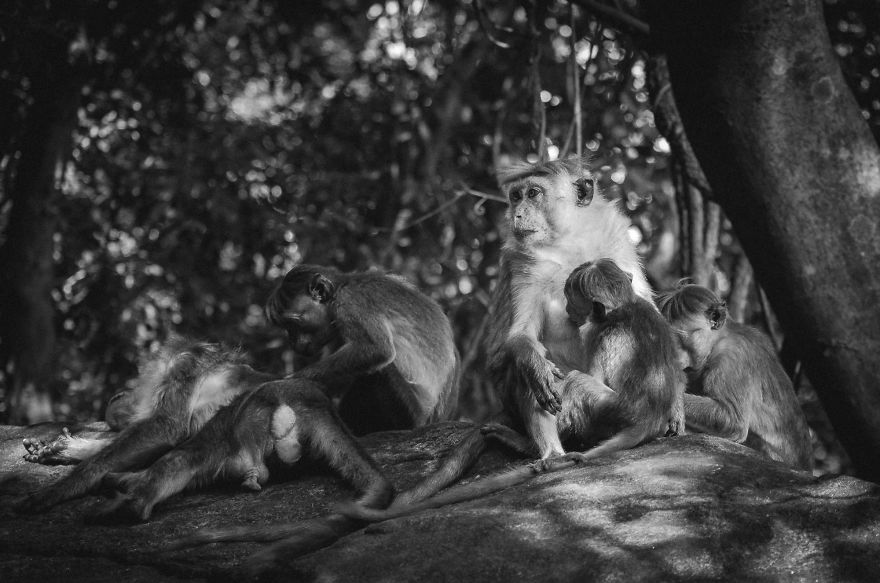 I Took This Series Of Makaka Portraits During My Trip In Sri Lanka