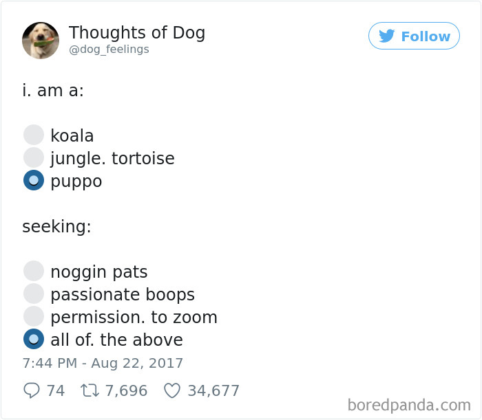 Dog Thoughts