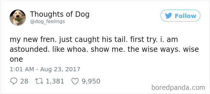Dog Thoughts