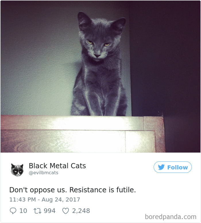 Black-metal-cats-lyrics-tweets