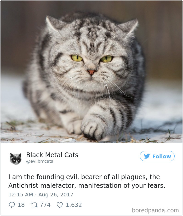 Black-metal-cats-lyrics-tweets