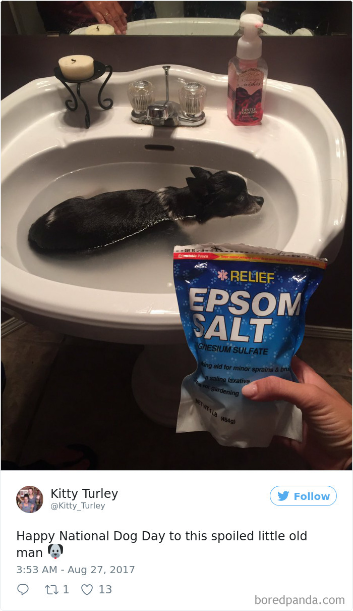 Spoiled-dogs-that-live-better-than-you