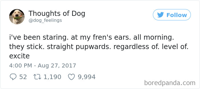 Dog Thoughts