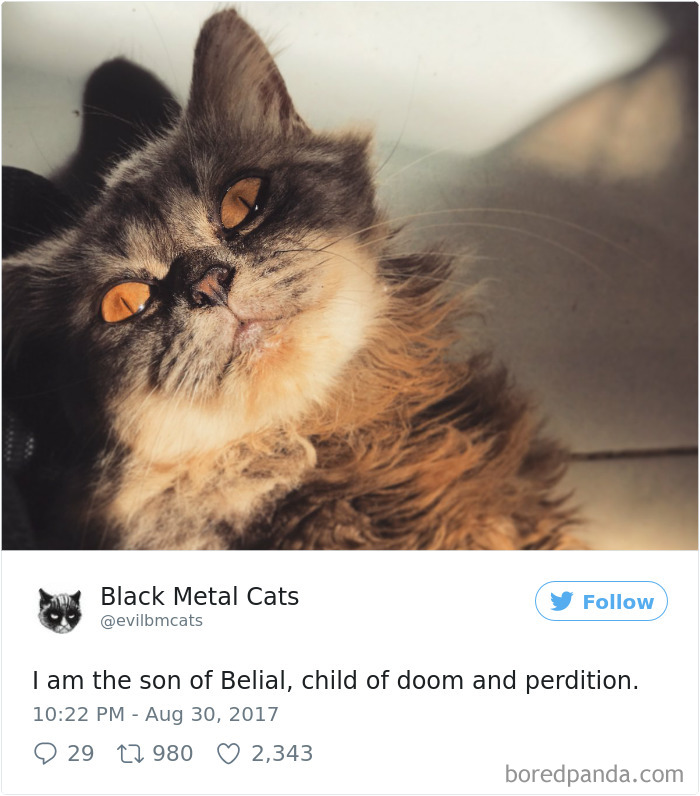 Black-metal-cats-lyrics-tweets