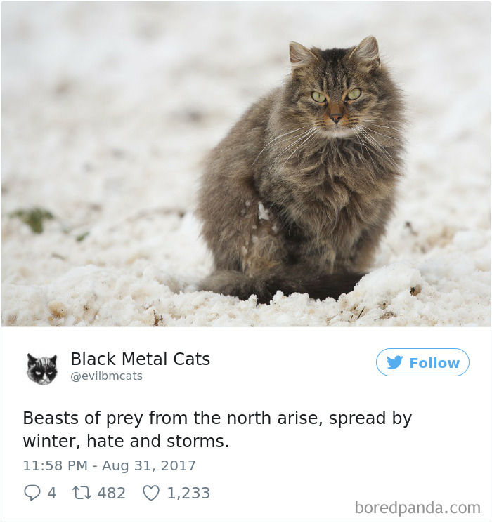 Black-metal-cats-lyrics-tweets