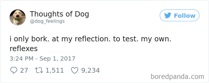 Dog Thoughts