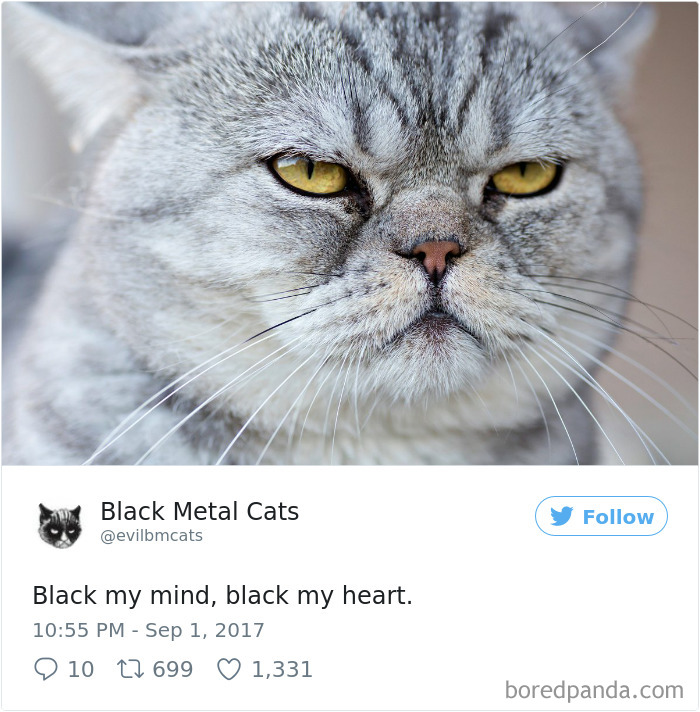 Black-metal-cats-lyrics-tweets
