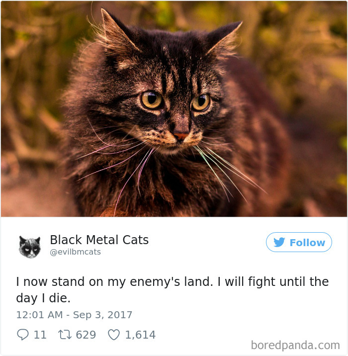 Black-metal-cats-lyrics-tweets