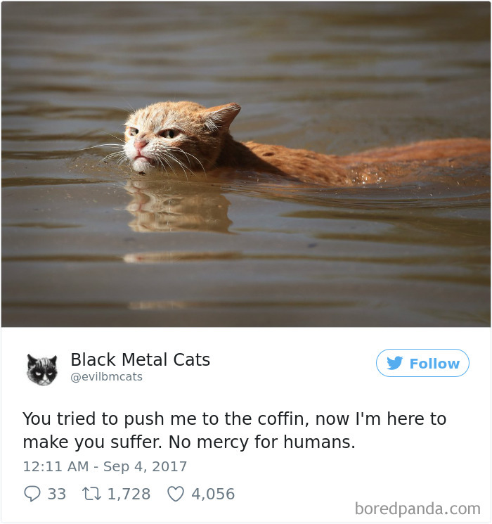 Black-metal-cats-lyrics-tweets