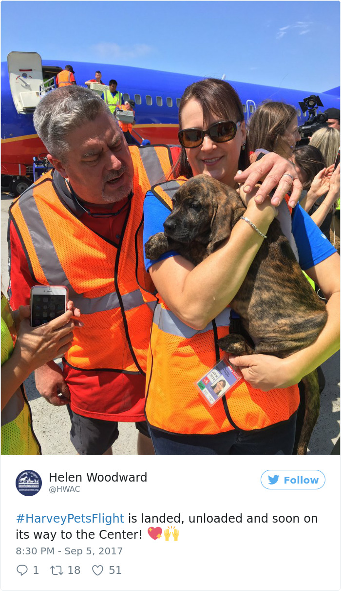 Southwest Airlines Fills Cabin With Pets Orphaned During Houston Storm In Dramatic Rescue
