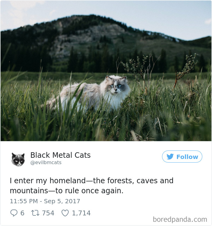 Black-metal-cats-lyrics-tweets