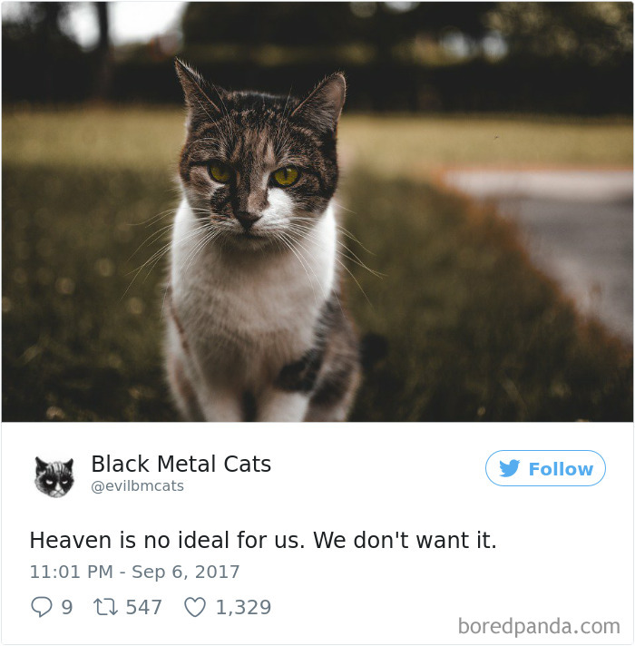 Black-metal-cats-lyrics-tweets