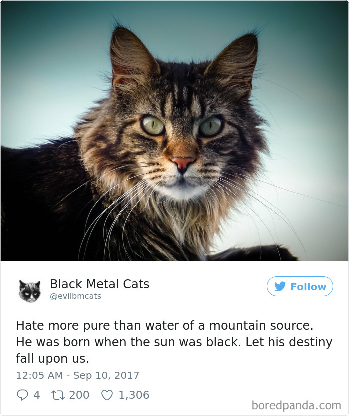 Black-metal-cats-lyrics-tweets
