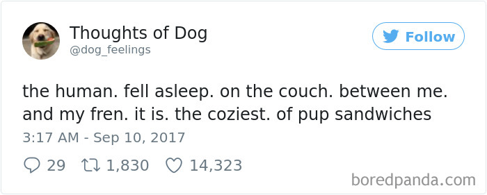 Dog Thoughts