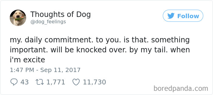 Dog Thoughts