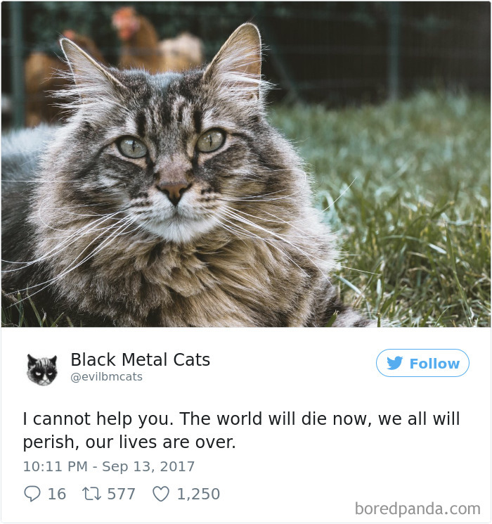 Black-metal-cats-lyrics-tweets