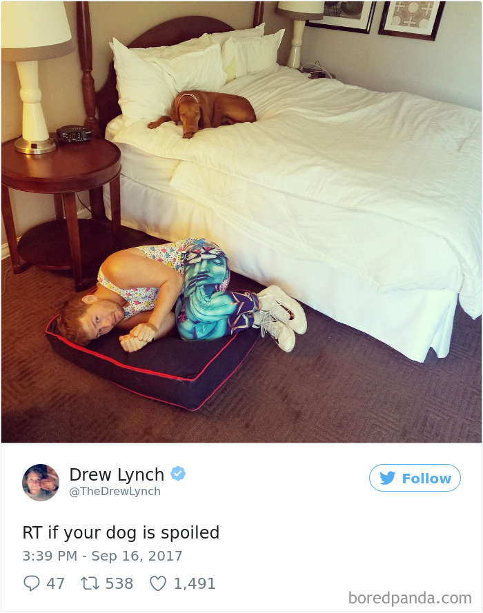 Xx+ Spoiled Dogs That Live Better Than You