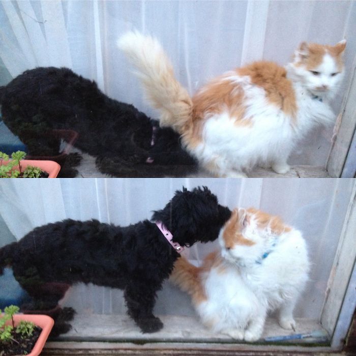 (1) Umm No Indie, That's Not How We Greet Cats! (2) Much Better