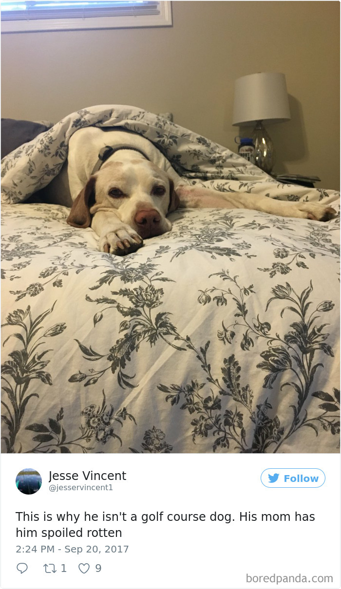 Xx+ Spoiled Dogs That Live Better Than You