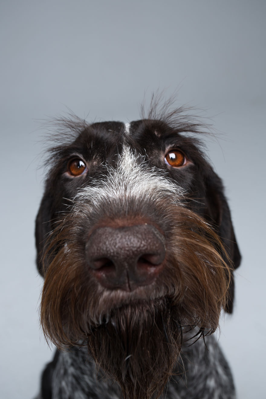 Family Photographers Duo Reveals Human-like Dog Personalities Through The Series Of Funny Portraits