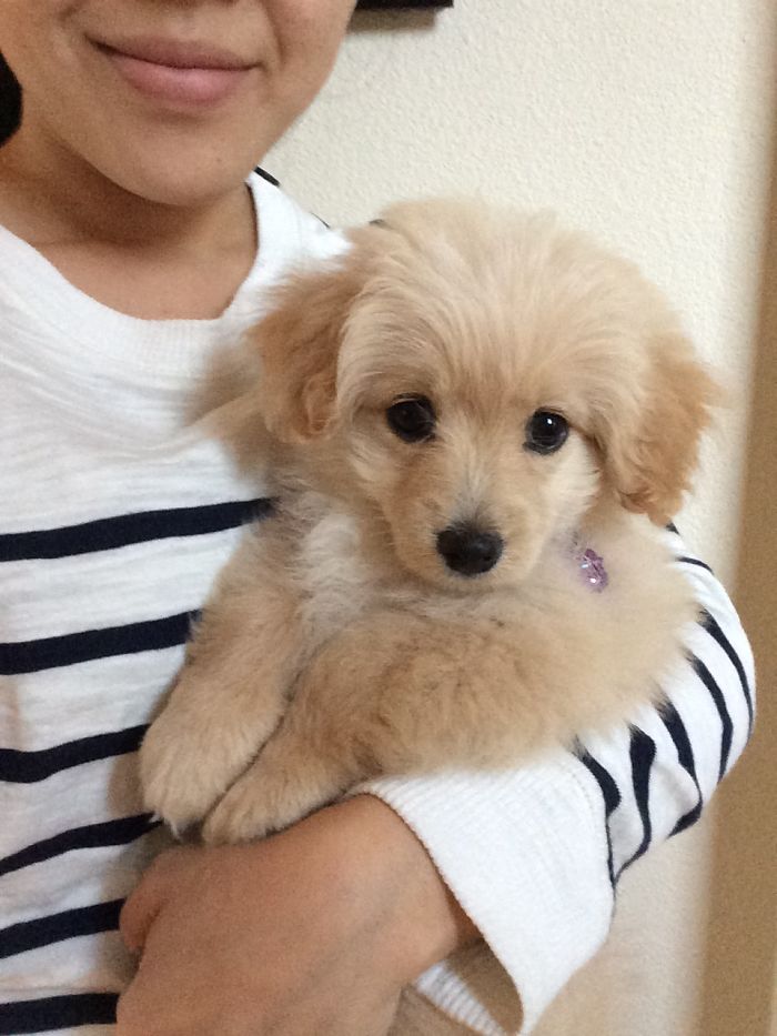 We Took 3 Weeks To Name This Lil Guy.. Everyone, Meet Turbo! He Was 3 Month And 3 Lbs Of Fluff. Don't Let This Innocent Face Fool You. Smartest Little Gremlin..