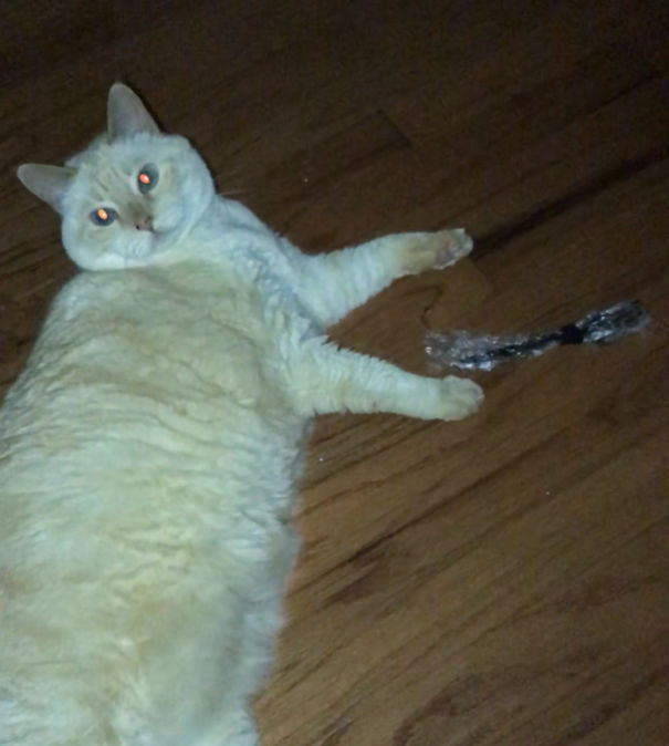 Between 10pm & 2am She Has To Bring Her Taco Bell Spork To The Bedroom, While Singing The Song Of Her People