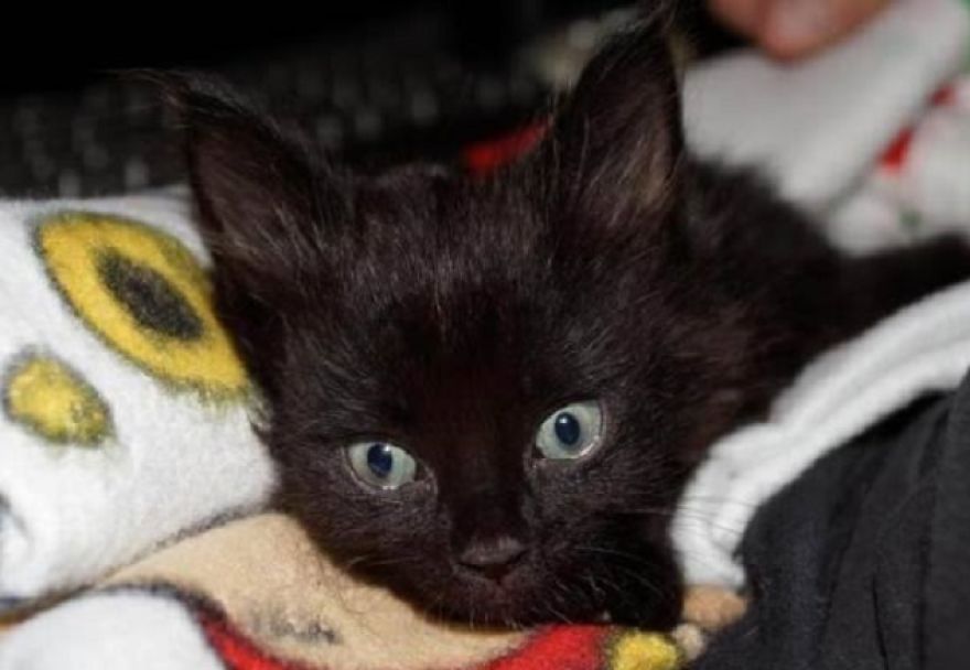 Quadriplegic Rescued Kitten Returns To Walk After 5 Years Quadriplegic Rescued Kitten Returns To Walk After 5 Years