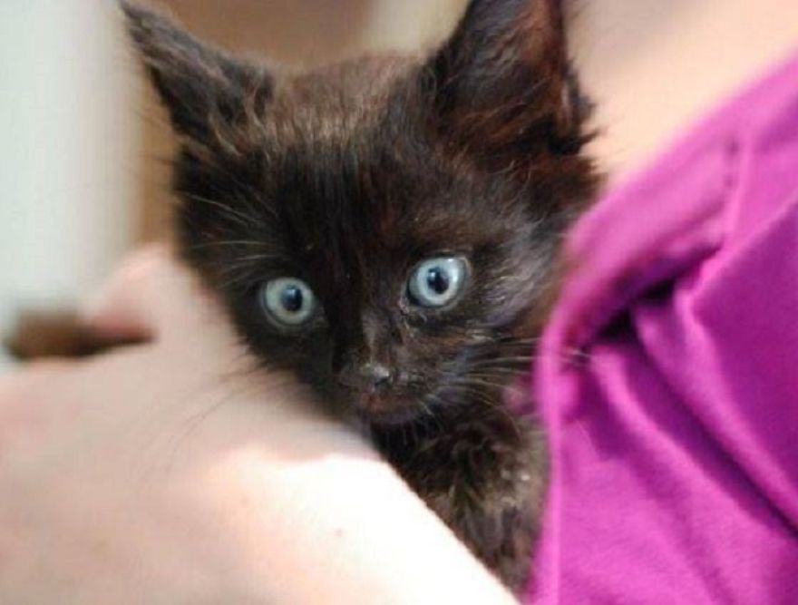 Quadriplegic Rescued Kitten Returns To Walk After 5 Years Quadriplegic Rescued Kitten Returns To Walk After 5 Years