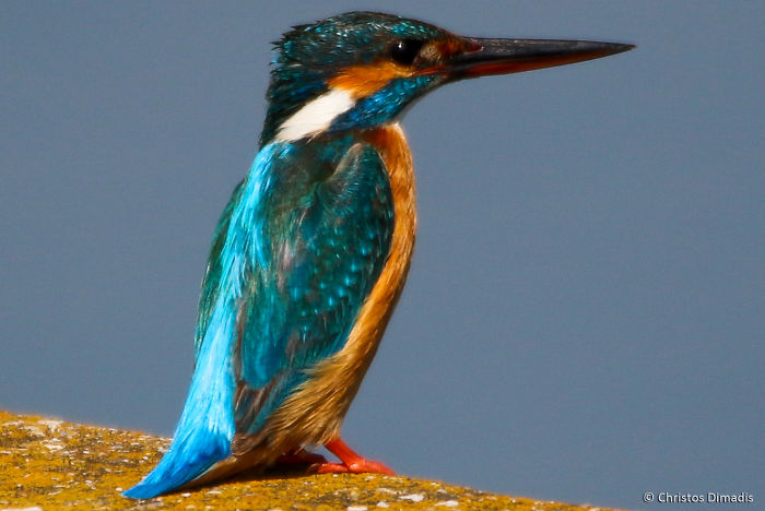 Sweet Birds Of Grevena!