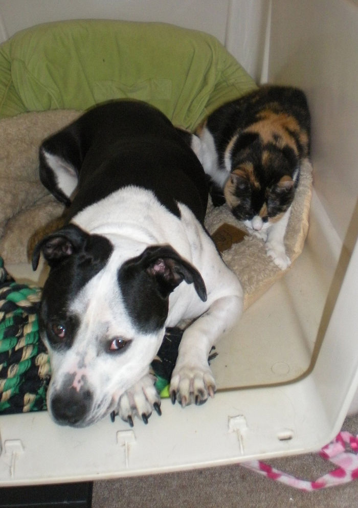 Harmony And Choas The Cat Best Friends