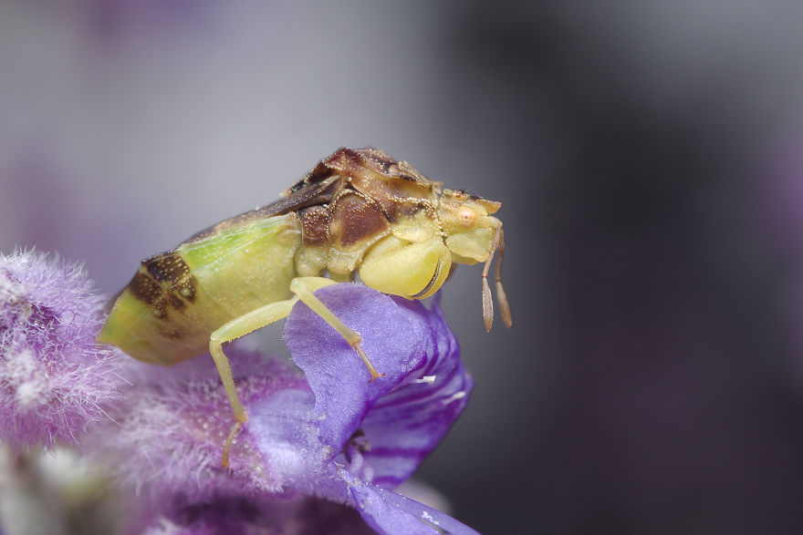 Ambush Bug (Phymata)