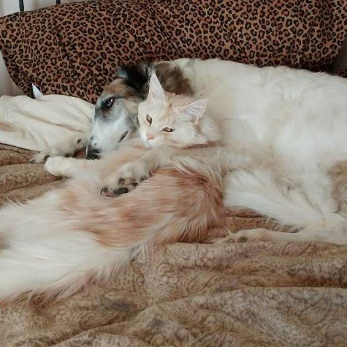 Anya (borzoi) With Alice (maine Coon) @pawsitiveexperience