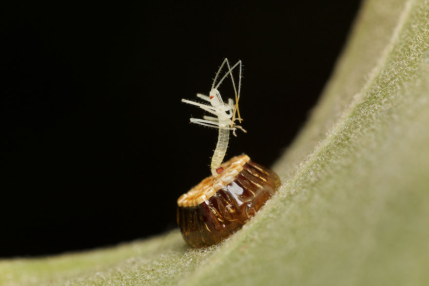 Birth Of An Assassin Bug Nymph (Zelus Luridus)
