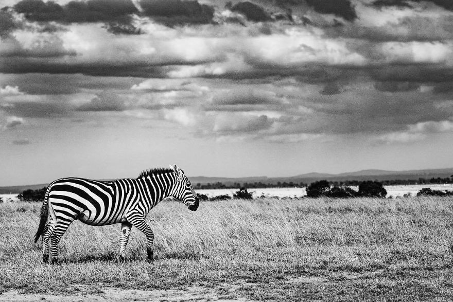 Wildlife-photography-robert-irwin