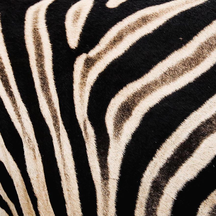 Wildlife-photography-robert-irwin