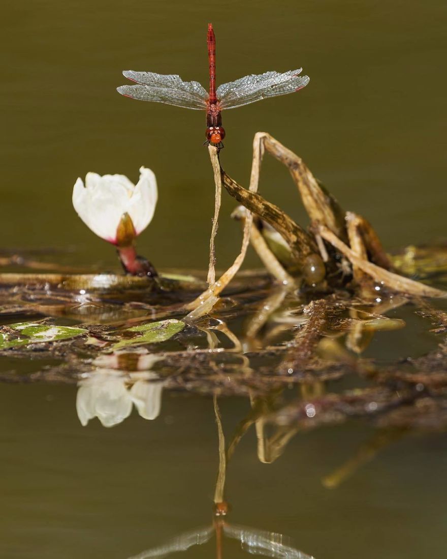 Wildlife-photography-robert-irwin