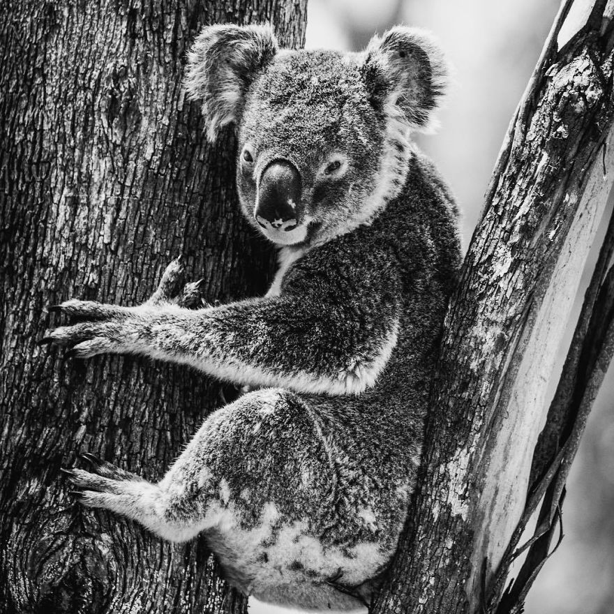 Wildlife-photography-robert-irwin