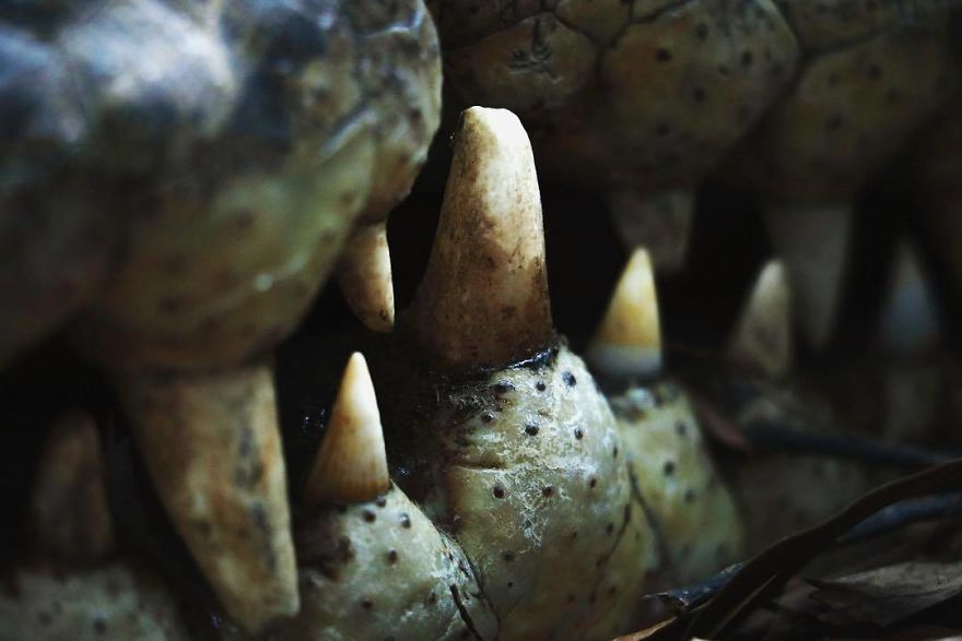 Wildlife-photography-robert-irwin