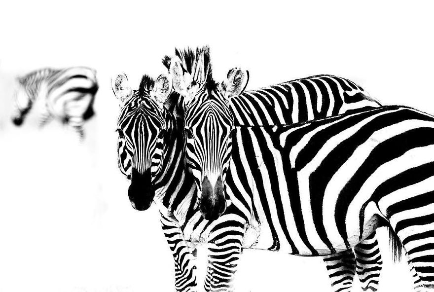 Wildlife-photography-robert-irwin