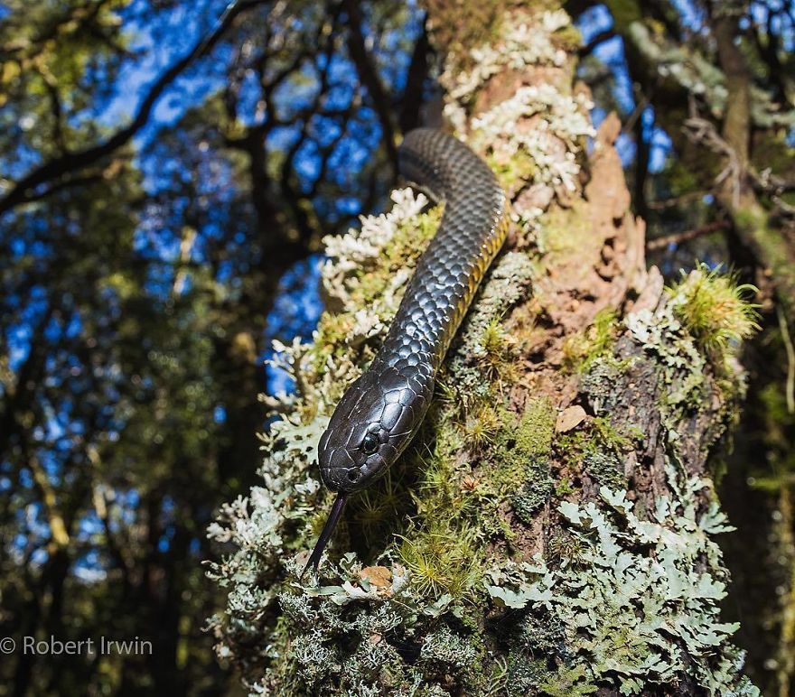 Wildlife-photography-robert-irwin