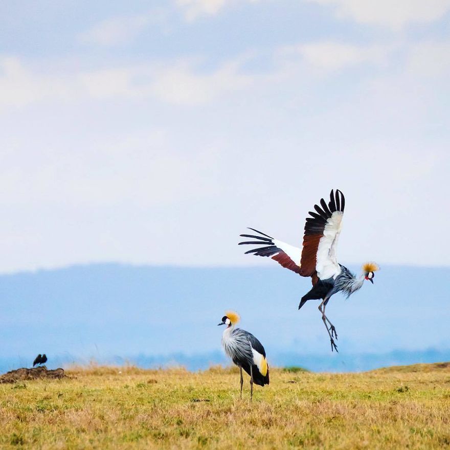 Wildlife-photography-robert-irwin